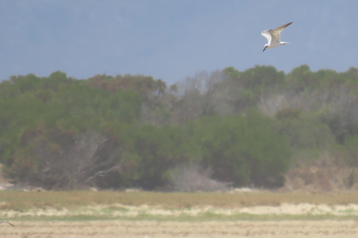 Gull-billed Tern - ML646592516