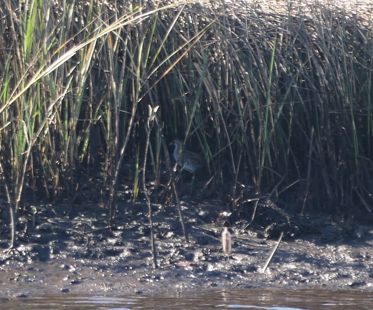 Marouette de Caroline - ML646592517