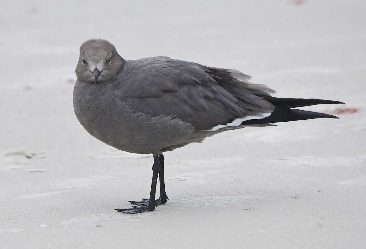 Goéland gris - ML646592518