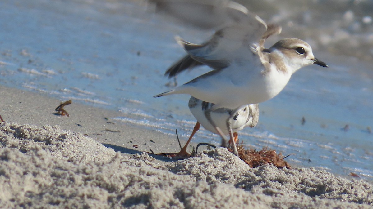 Snowy Plover - ML646592519