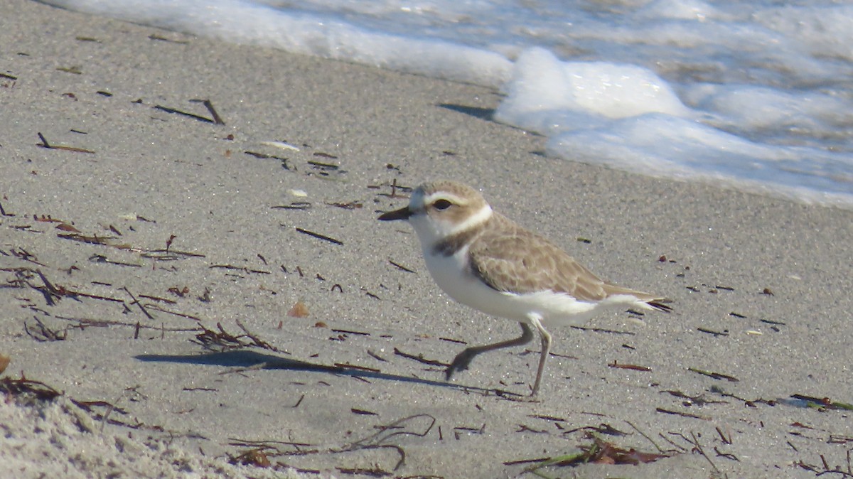 Snowy Plover - ML646592520