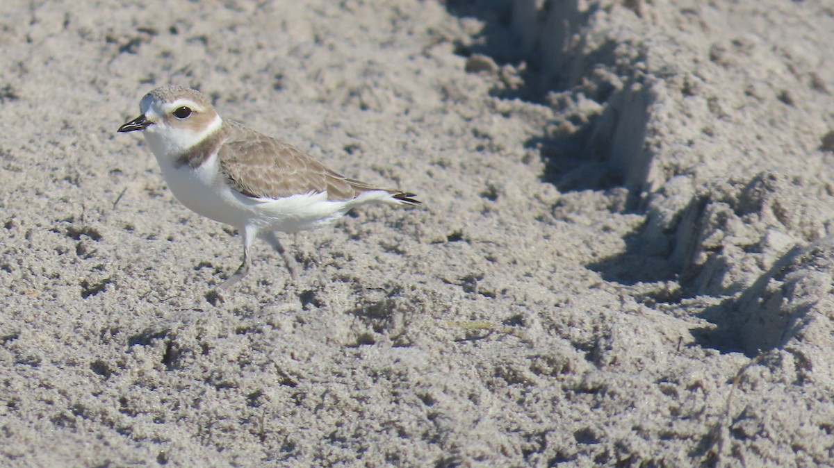 Snowy Plover - ML646592522