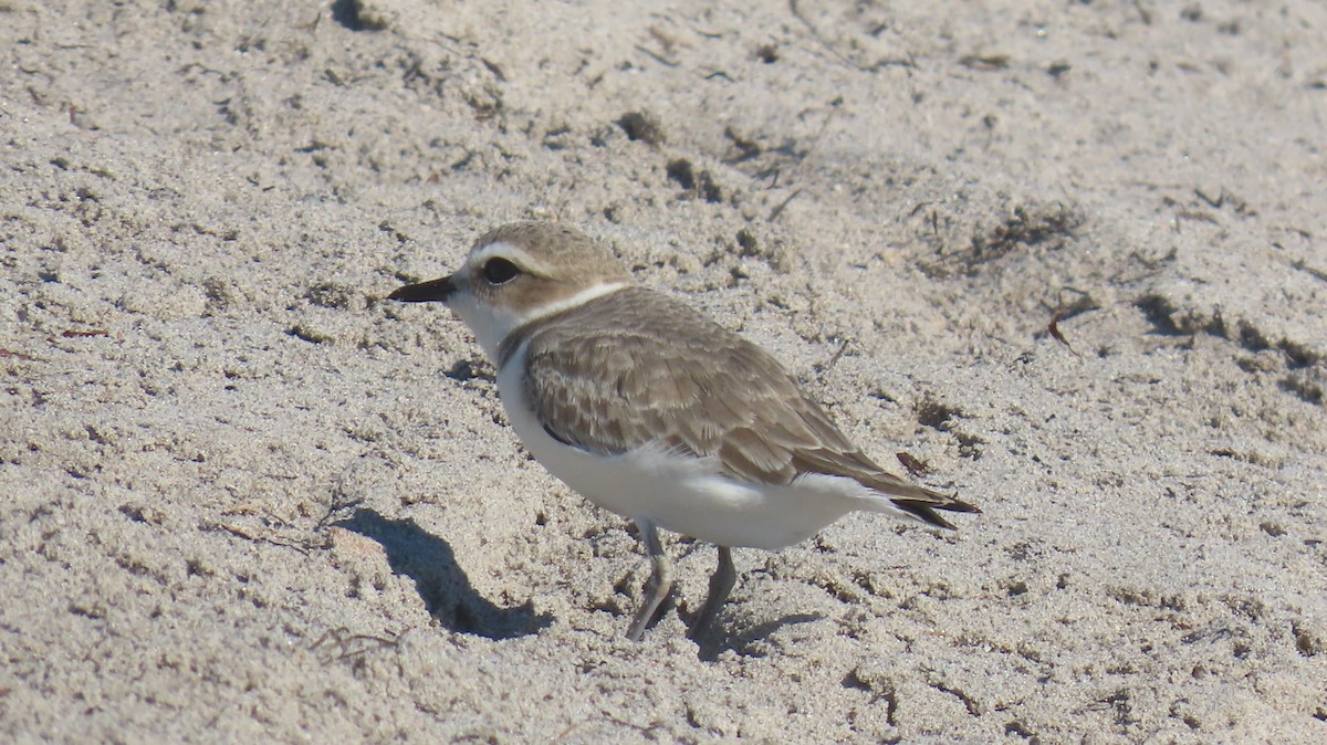 Snowy Plover - ML646592524
