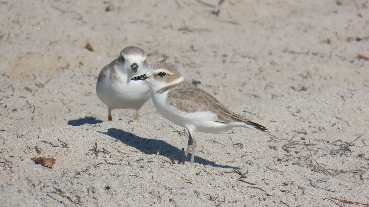 Snowy Plover - ML646592525