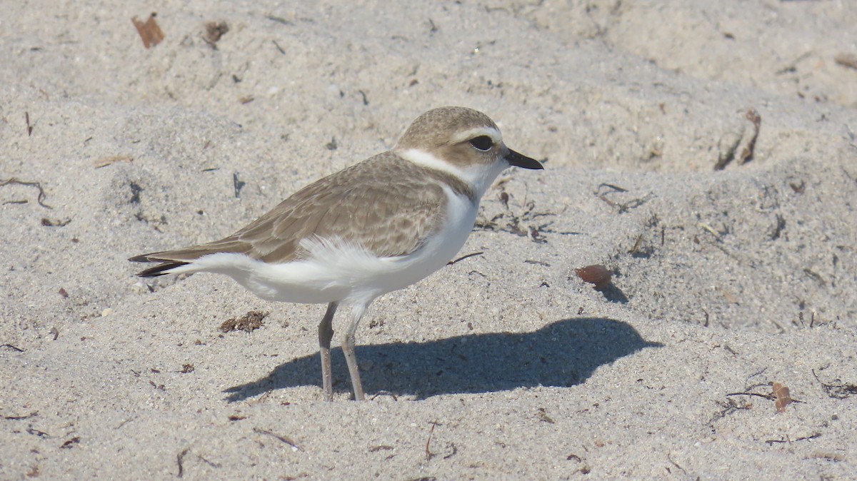 Snowy Plover - ML646592526