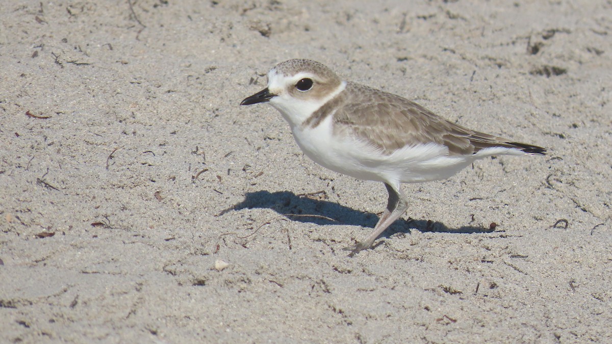 Snowy Plover - ML646592527