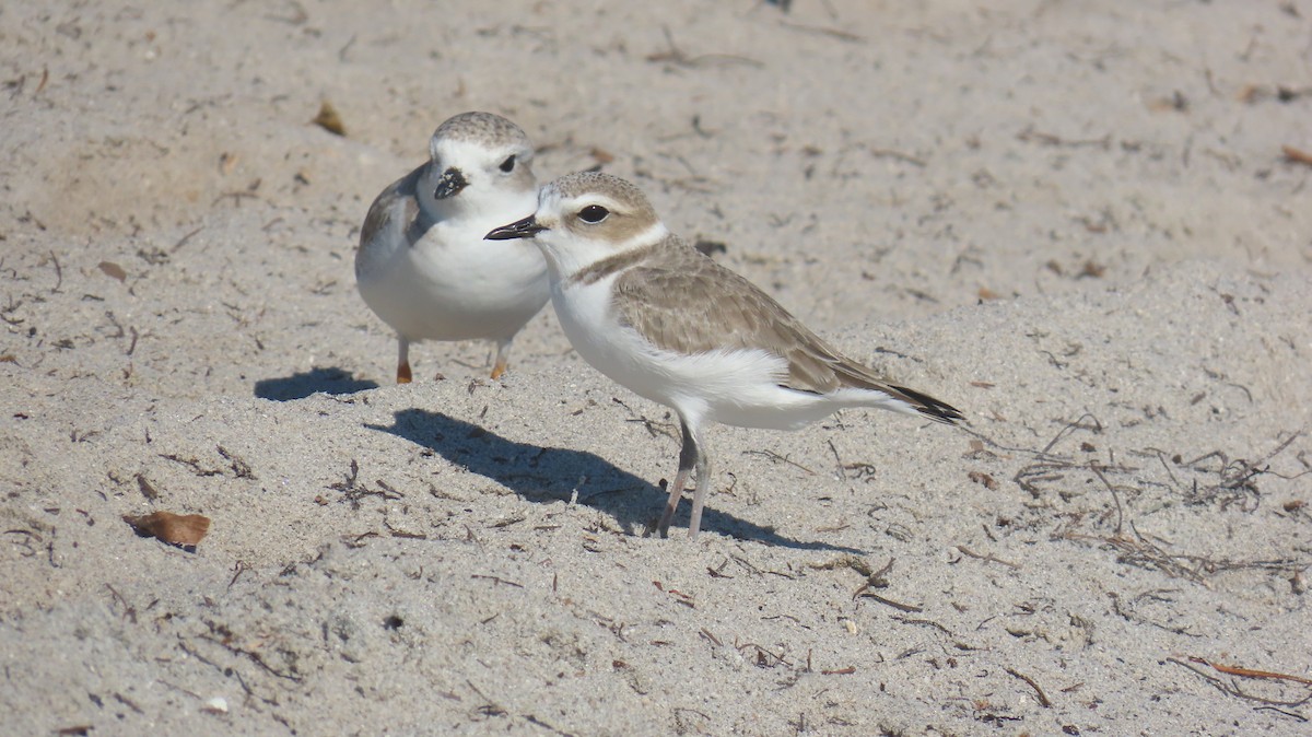 Snowy Plover - ML646592528