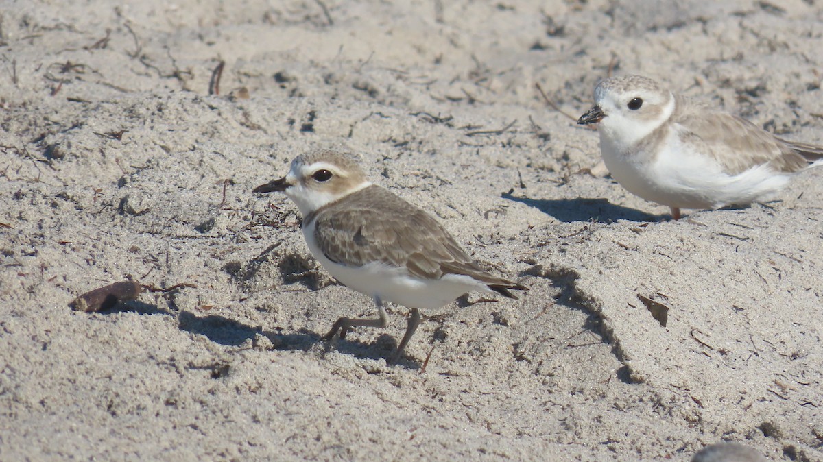 Snowy Plover - ML646592529