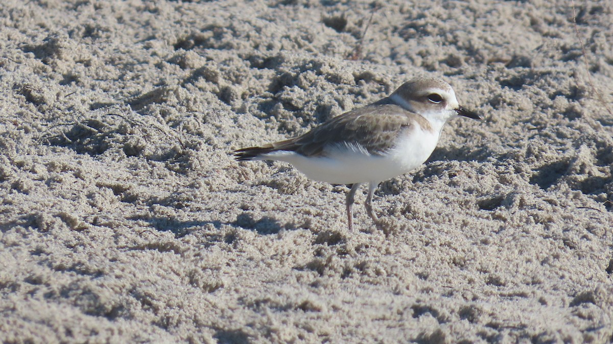 Snowy Plover - ML646592530
