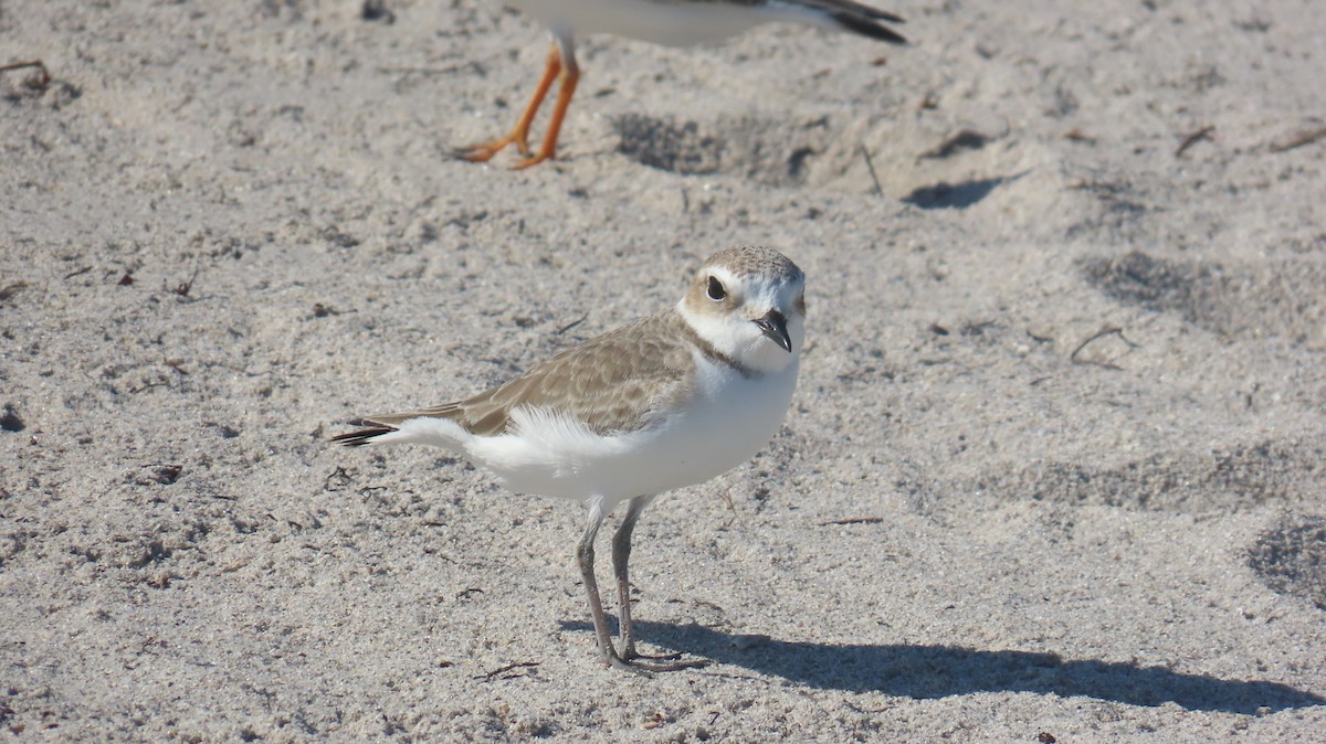 Snowy Plover - ML646592531
