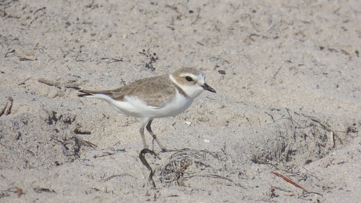 Snowy Plover - ML646592532