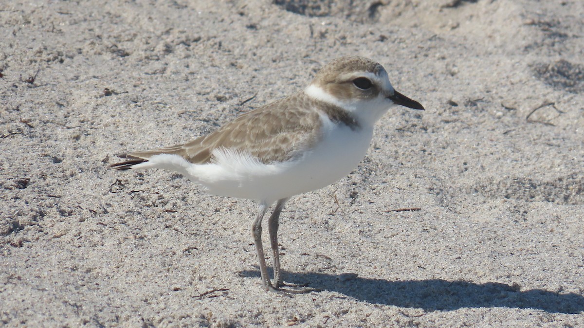 Snowy Plover - ML646592533