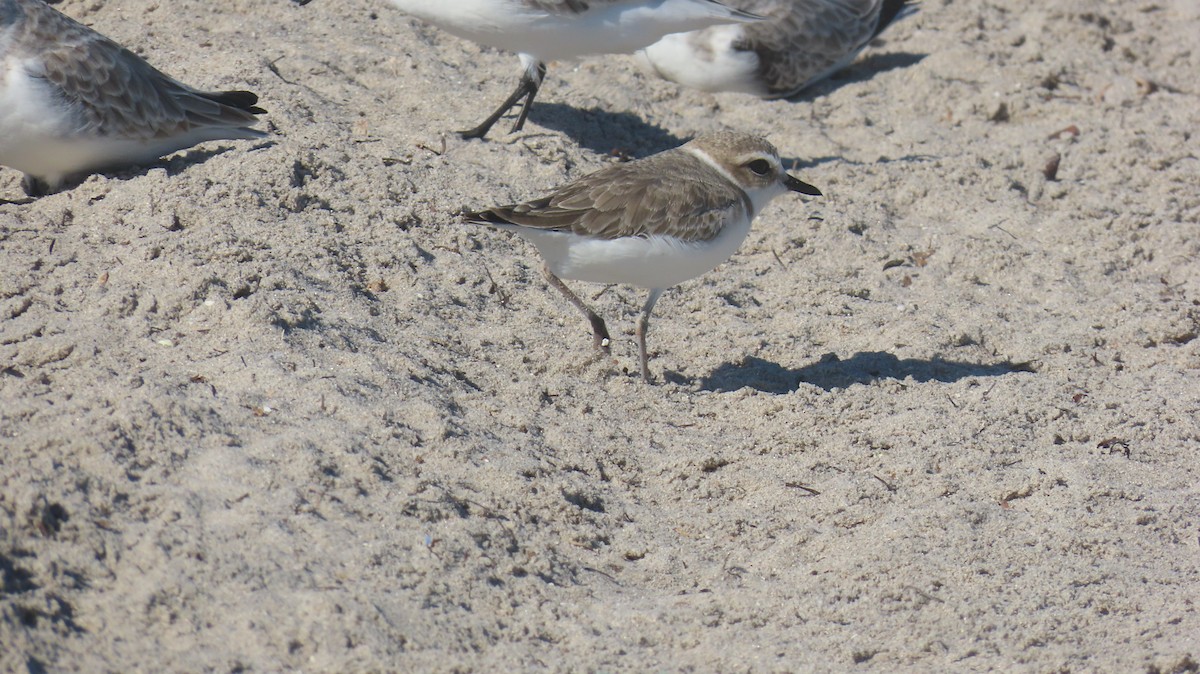 Snowy Plover - ML646592535