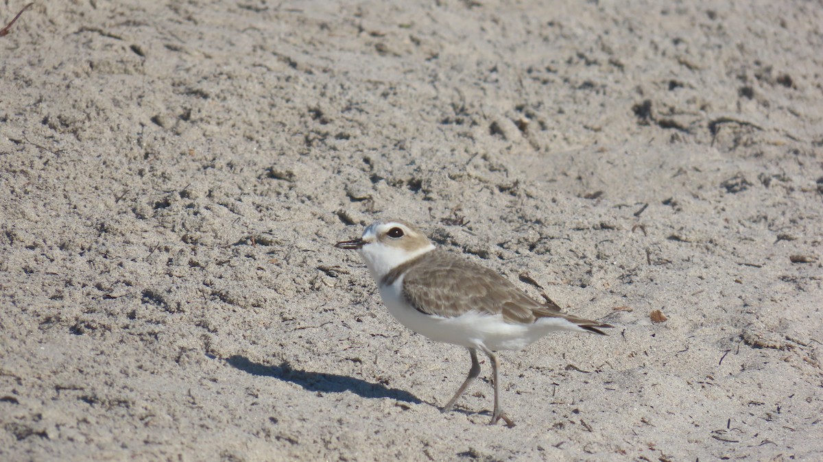 Snowy Plover - ML646592536