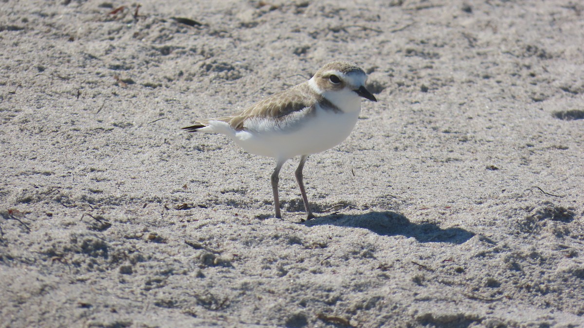 Snowy Plover - ML646592538