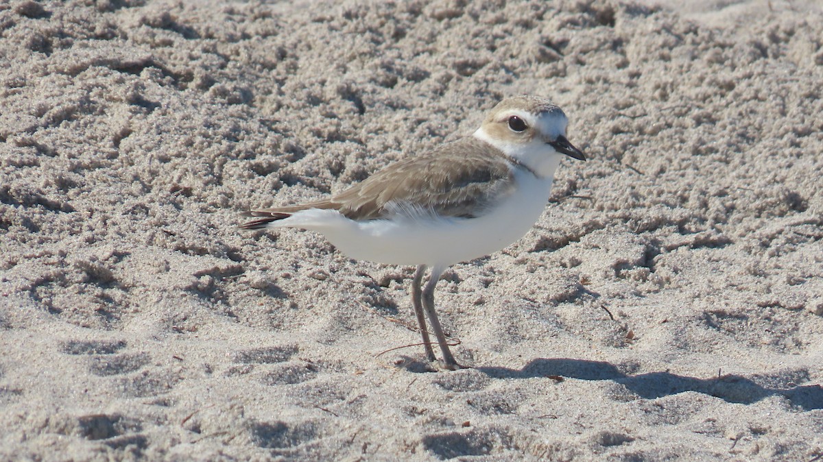 Snowy Plover - ML646592539