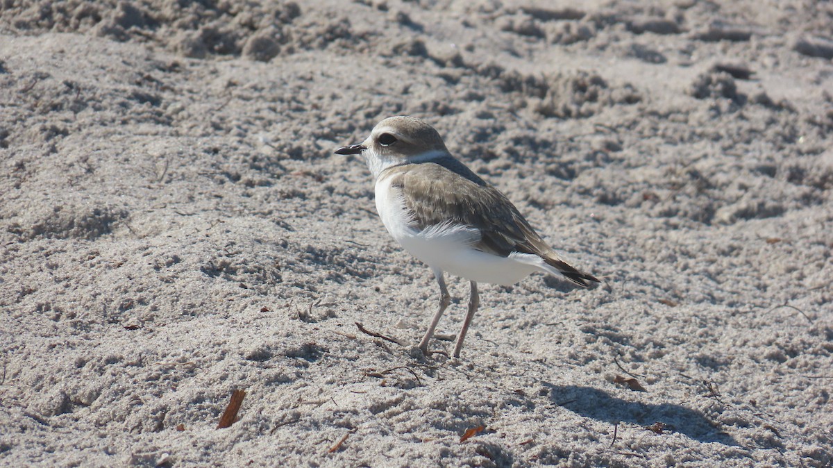Snowy Plover - ML646592540