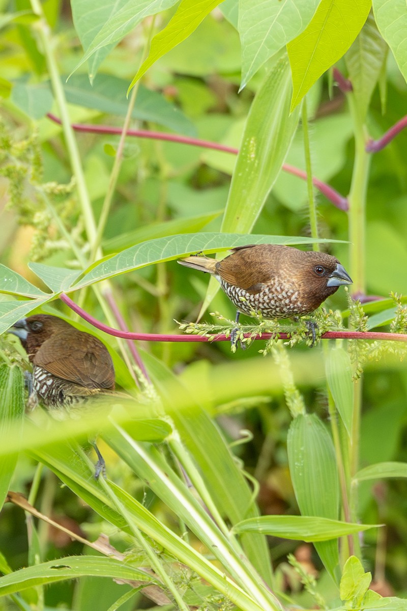 muskatnonne - ML646592541