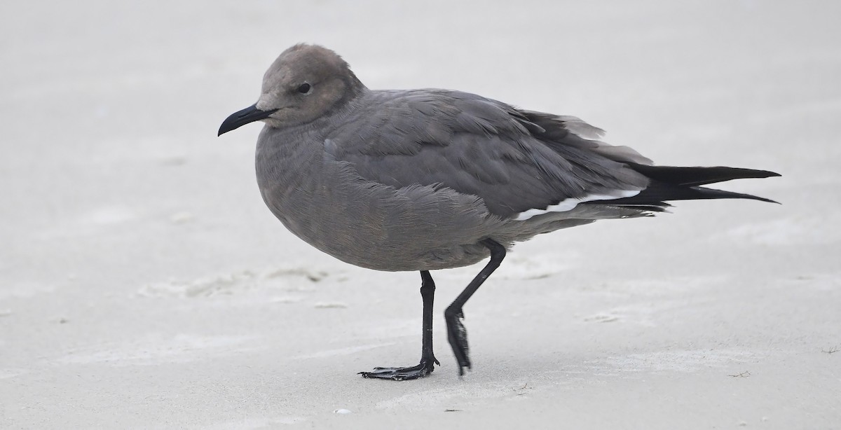 Goéland gris - ML646592543