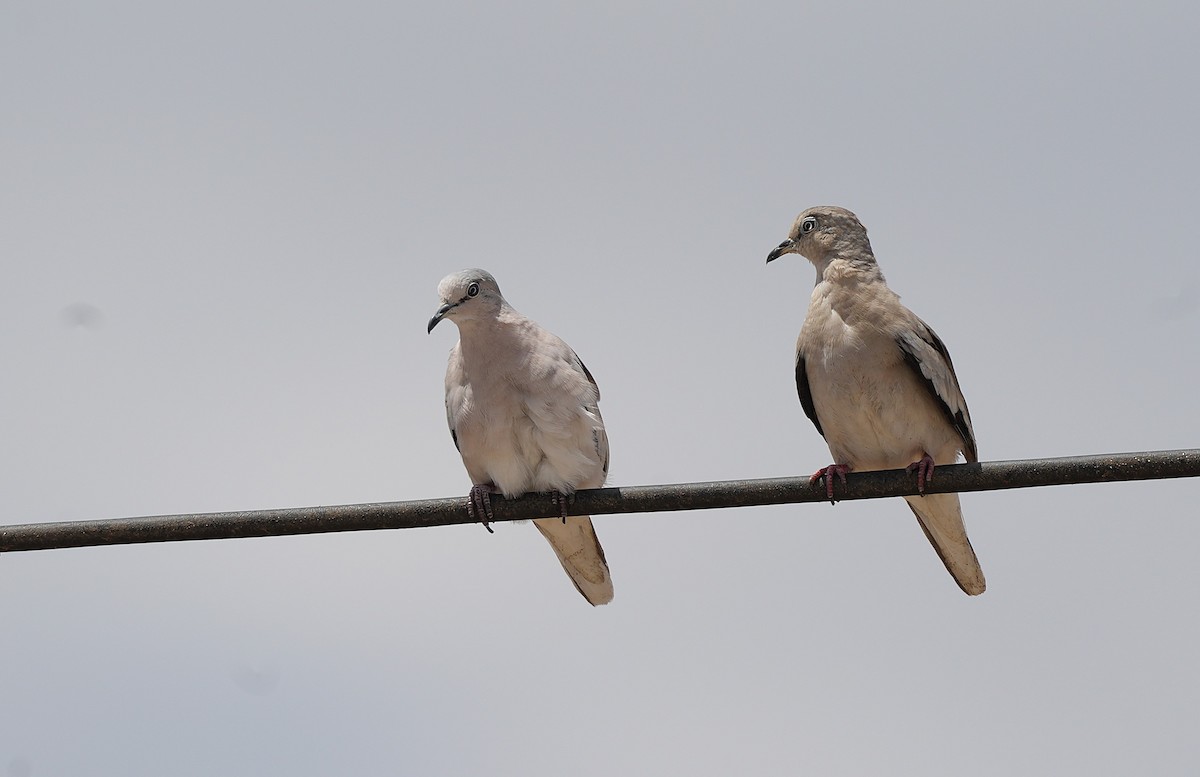 picuidue - ML646592544