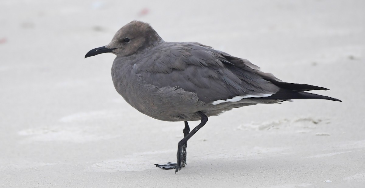 Goéland gris - ML646592546