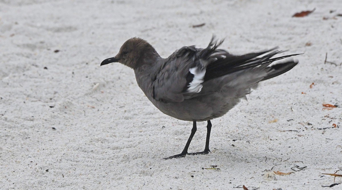 Goéland gris - ML646592548