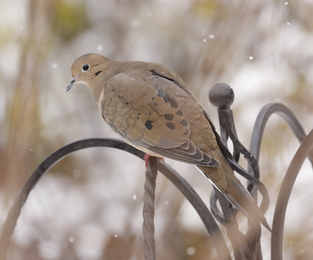 sørgedue - ML646592550