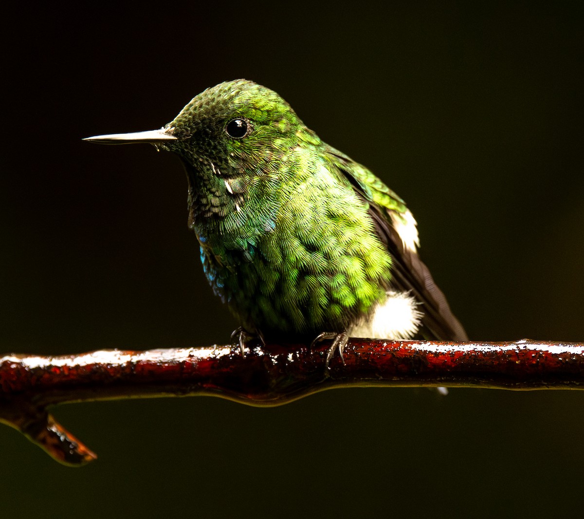 kobberhodedunfot - ML646592554