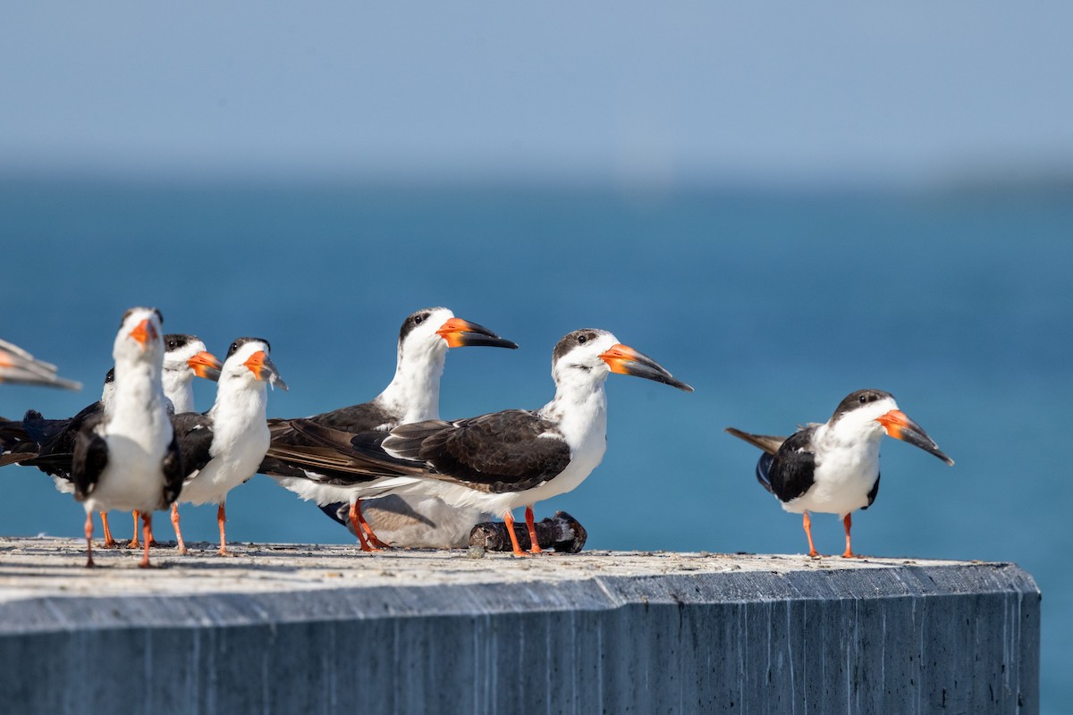 amerikasaksenebb - ML646592556