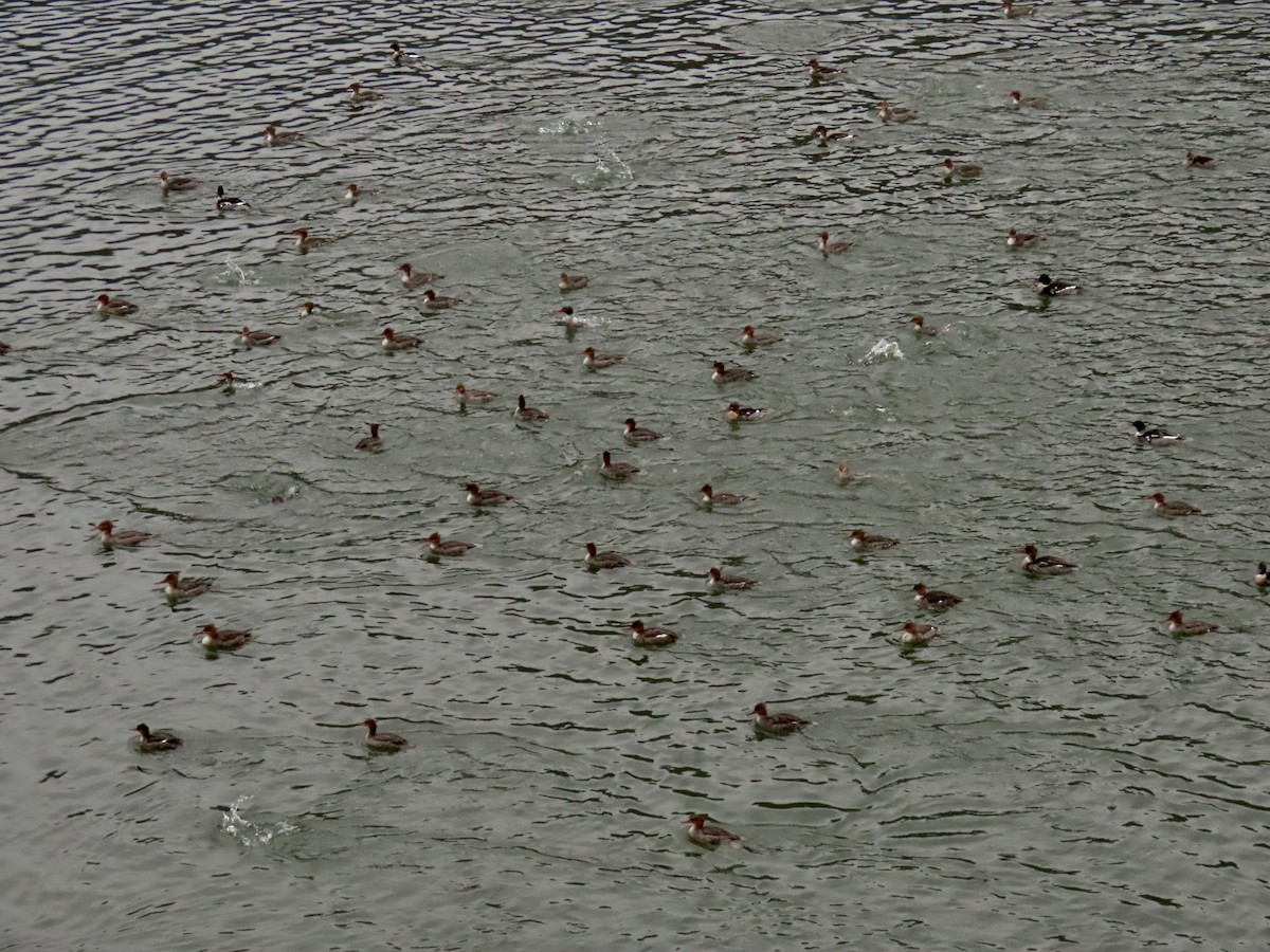 ウミアイサ - ML646592557