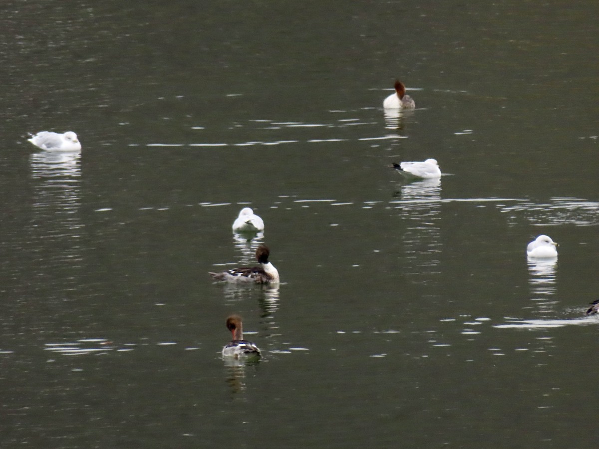 ウミアイサ - ML646592558