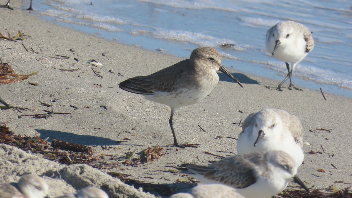 myrsnipe - ML646592562