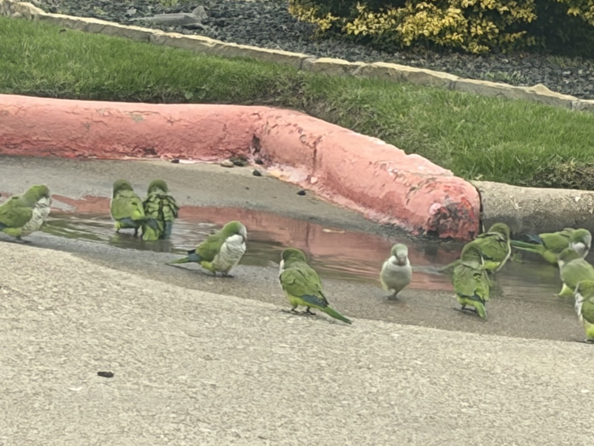 munkeparakitt - ML646592571