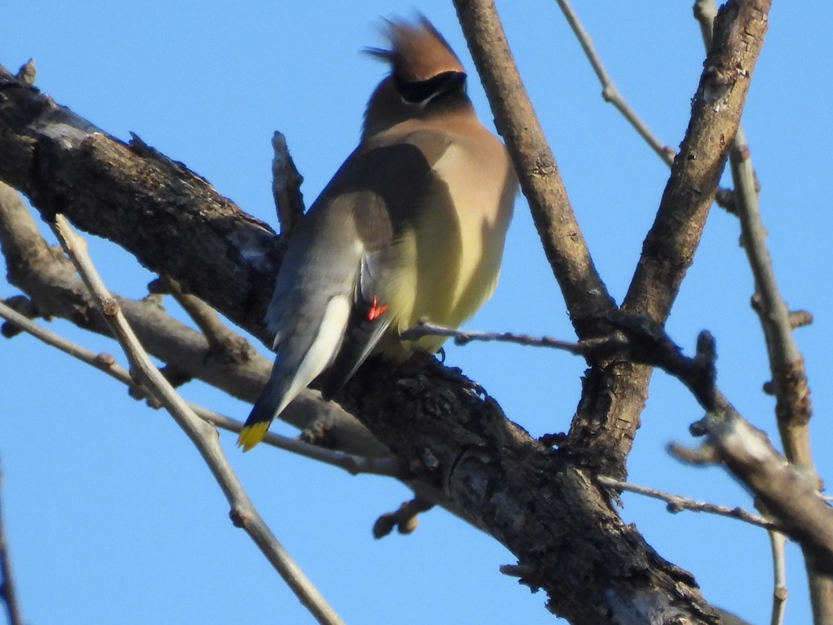 einersidensvans - ML646592575