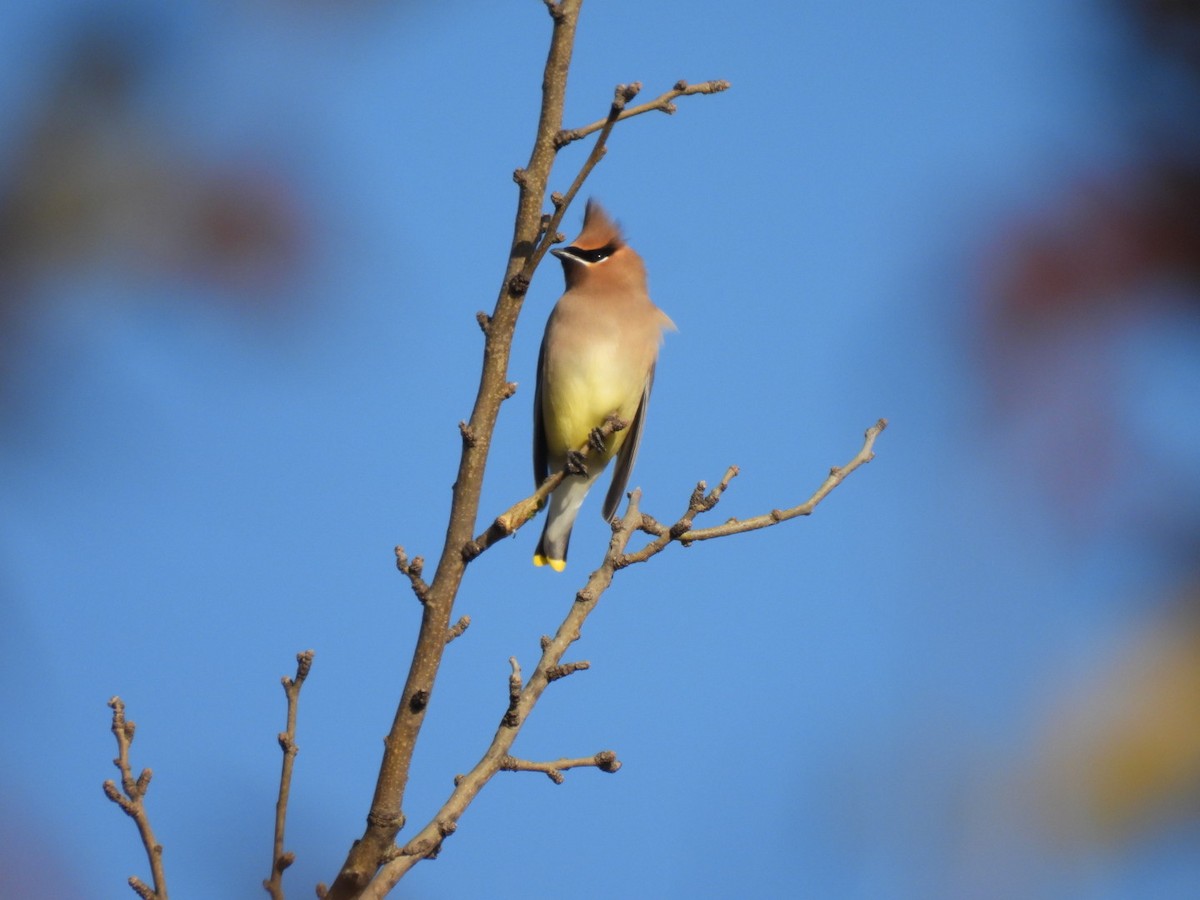 einersidensvans - ML646592576