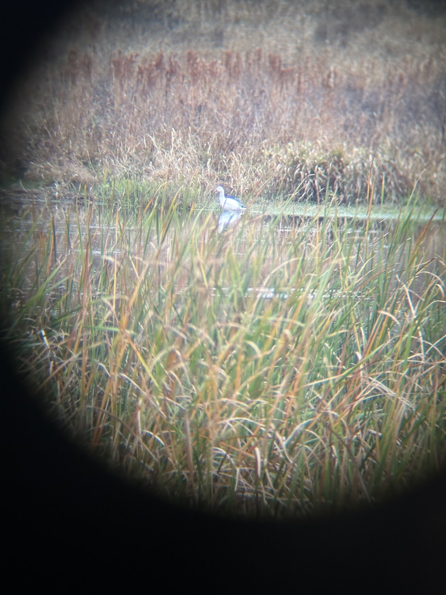 Snow Goose - ML646592579