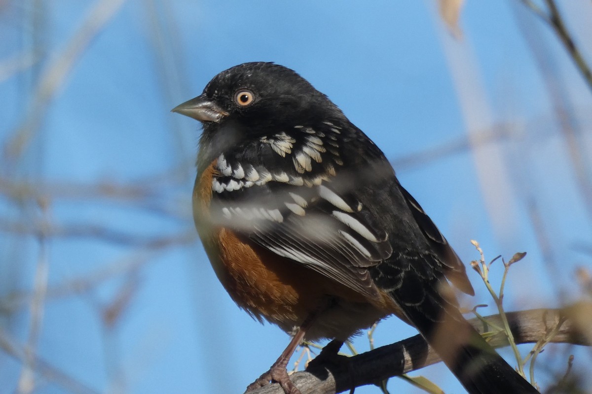Spotted Towhee - ML646592583