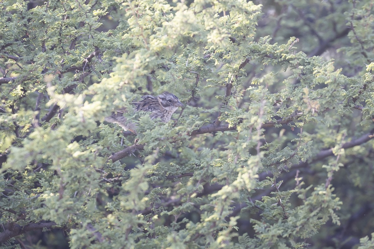 Rufous-collared Sparrow (Rufous-collared) - ML646592584