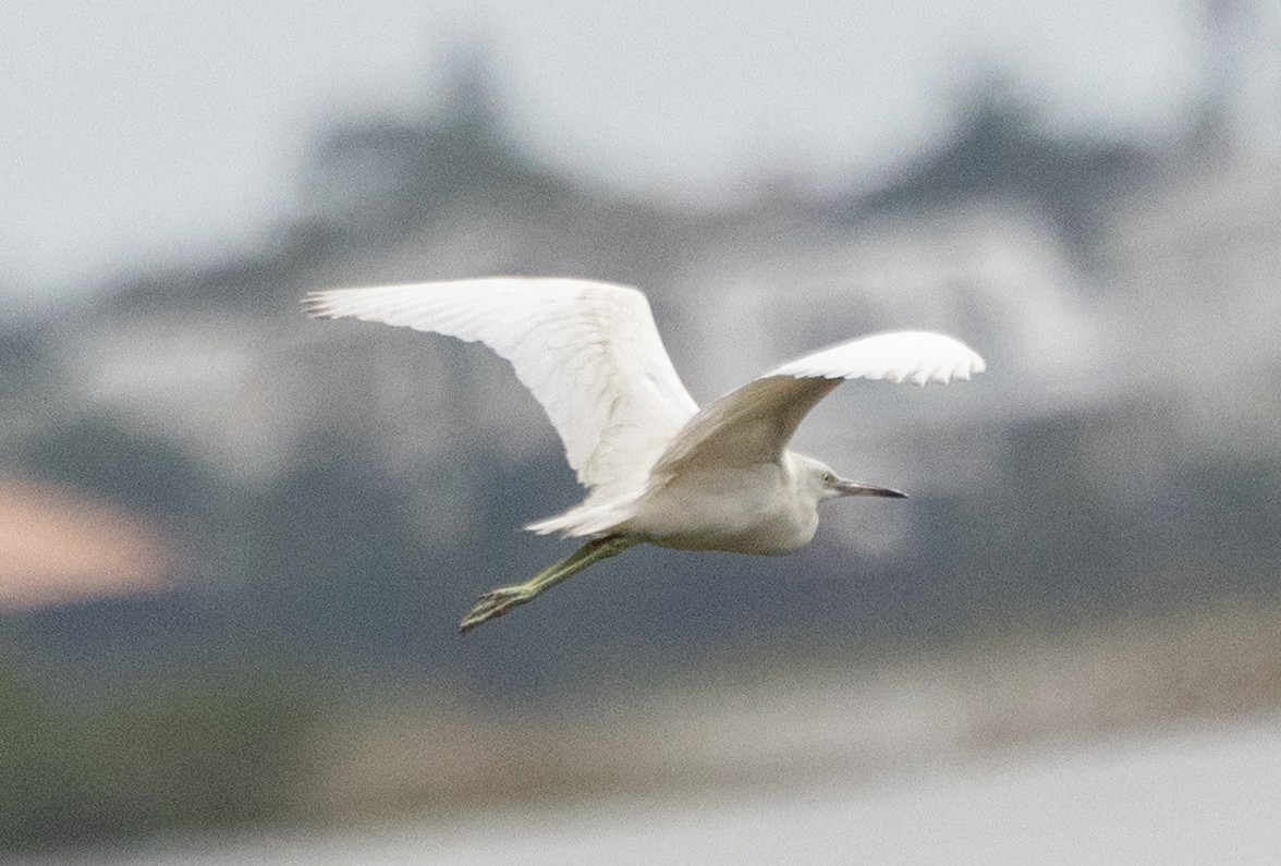 Малая голубая цапля - ML646592585