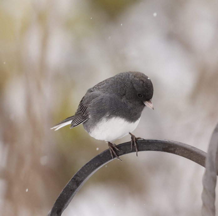 strnadec zimní - ML646592588