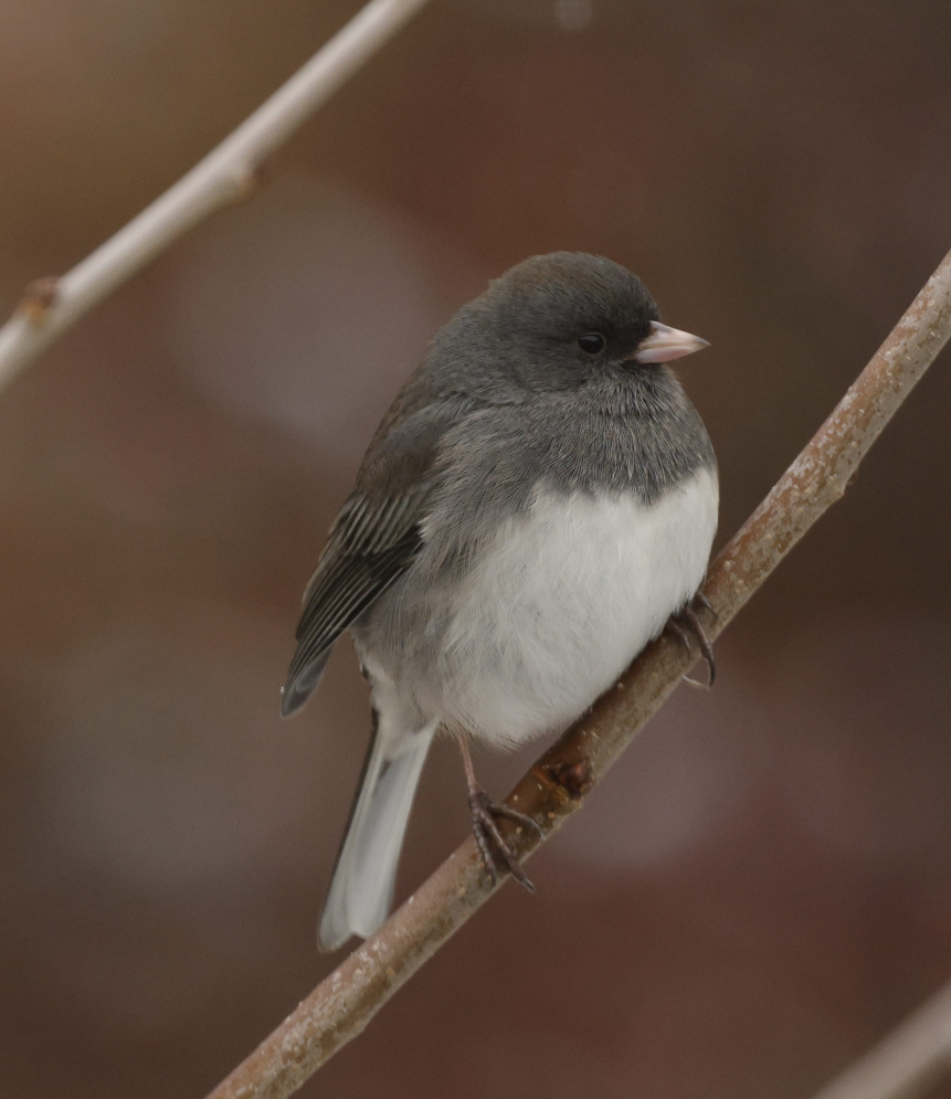 strnadec zimní - ML646592589