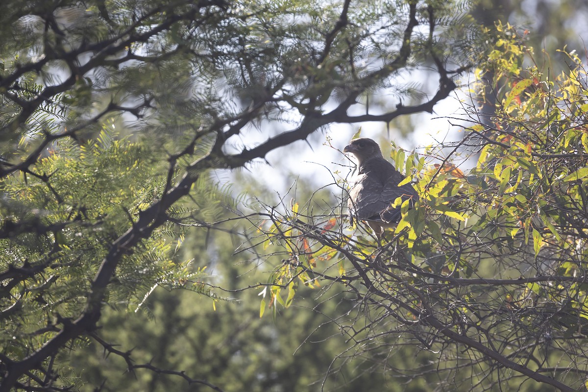 Chimango Caracara - ML646592590