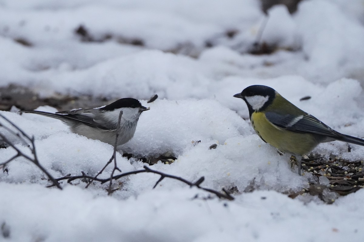 Mésange boréale - ML646592592