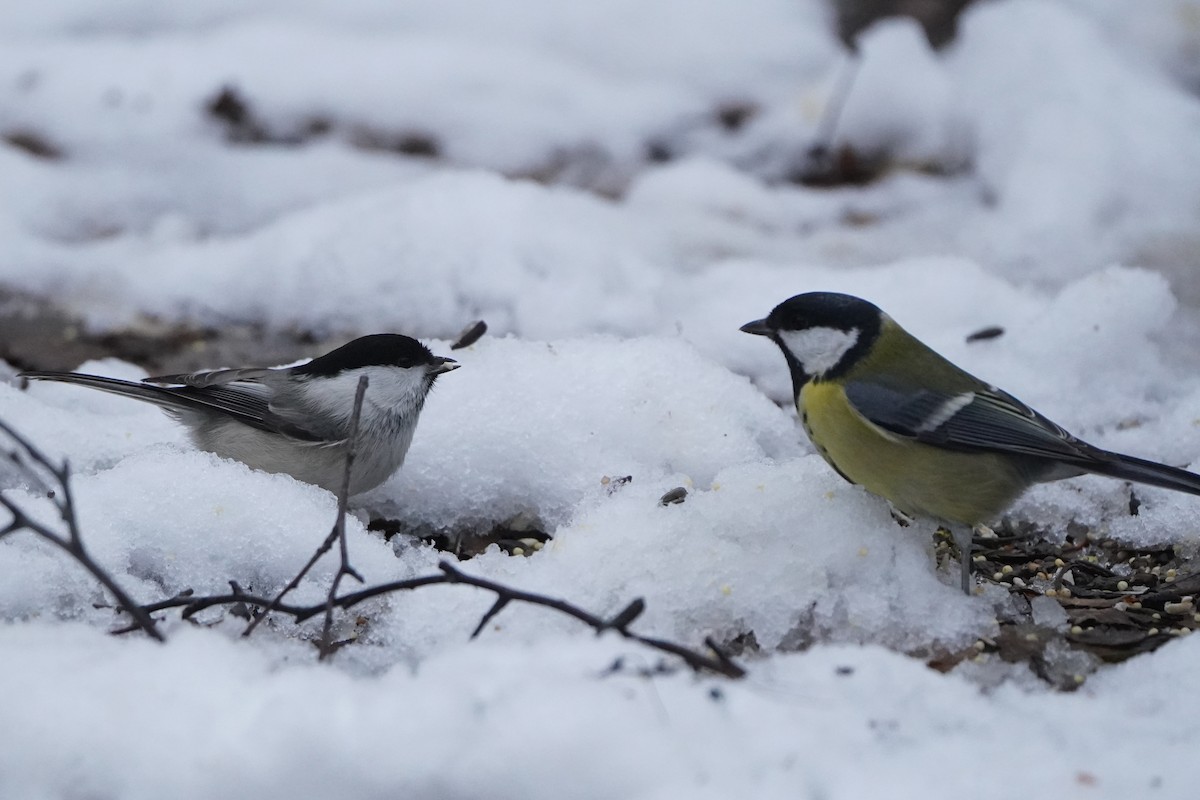 Mésange boréale - ML646592593