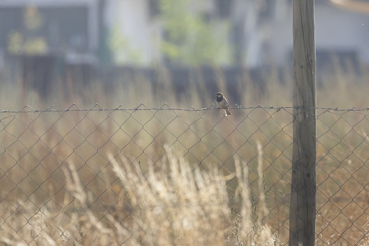 House Sparrow - ML646592594