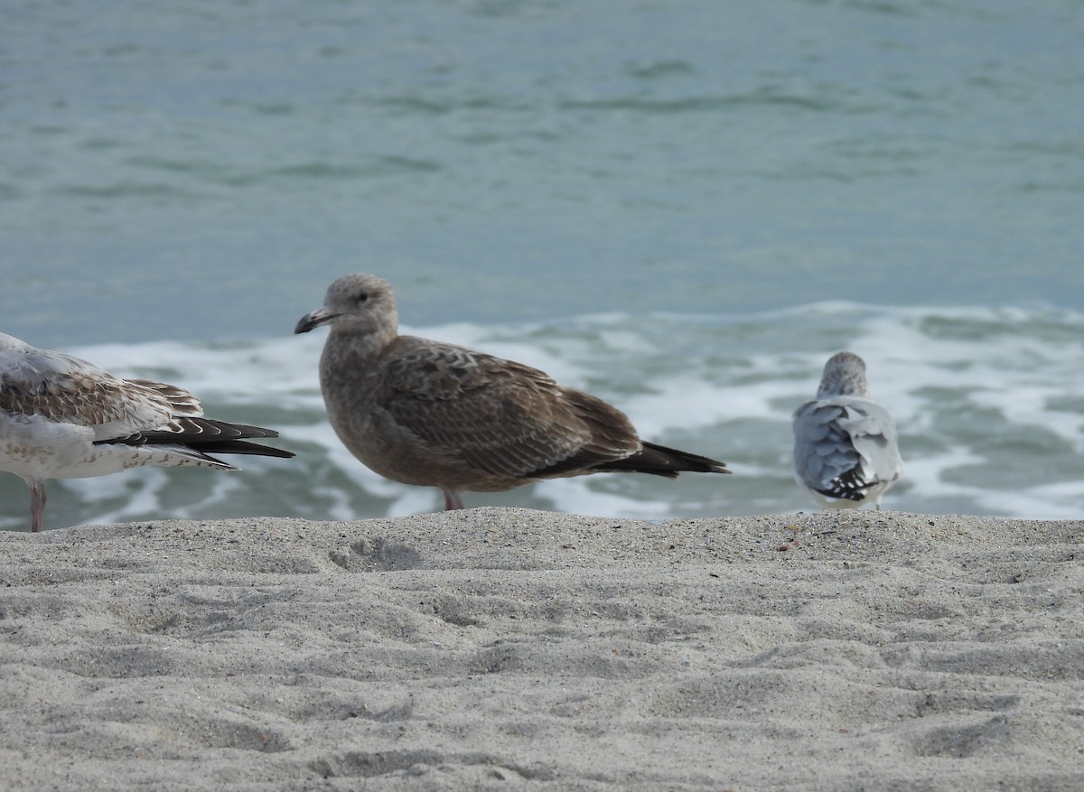 American Herring Gull - ML646592598