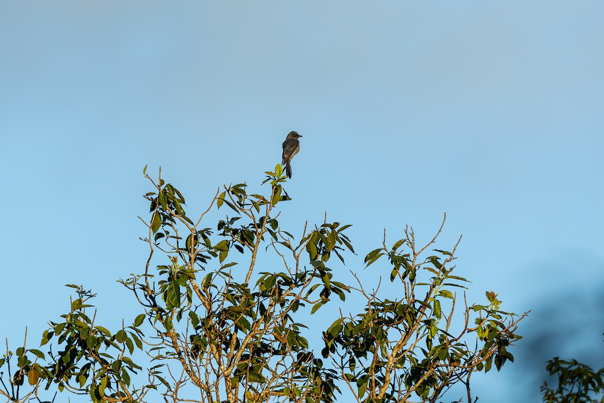 Ashy Drongo - ML646592599