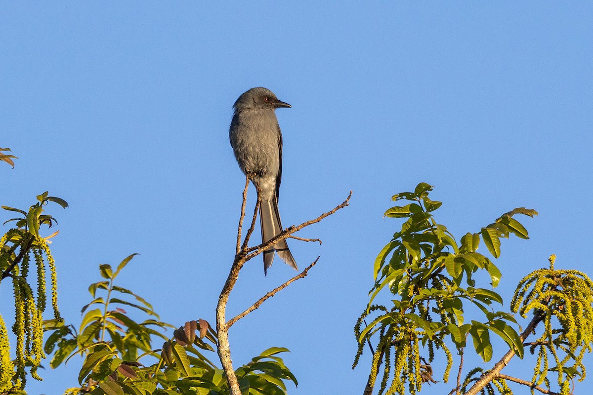 Ashy Drongo - ML646592600