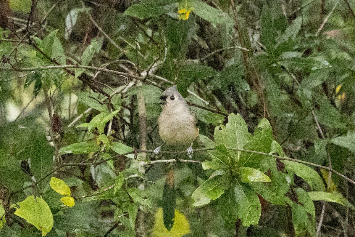 Американская гренадерка - ML646592601