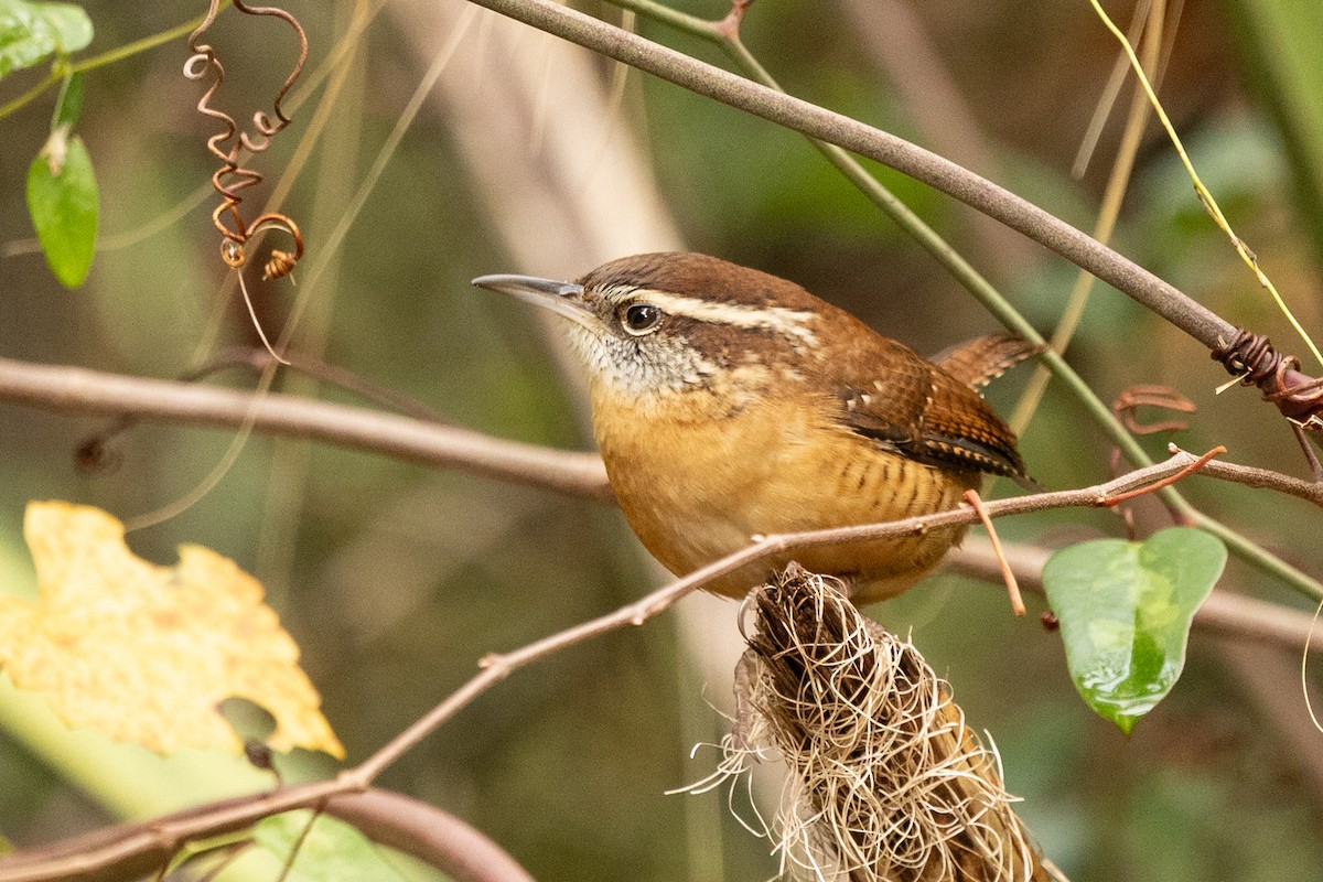 Каролинский крапивник - ML646592604